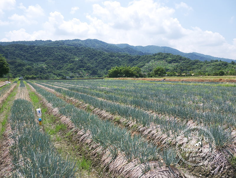 農夫青蔥體驗農場 拔蔥 洗蔥 蔥油餅diy體驗 鮮脆青蔥美味無限 魚兒x 牽手明太子的 視 界旅行